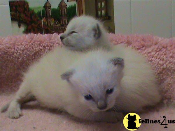 siamese_colorpoints Picture 1